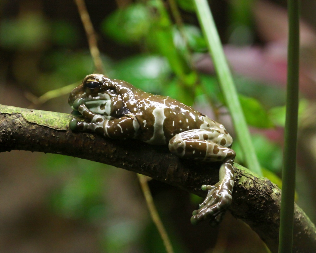 gechillter Frosch