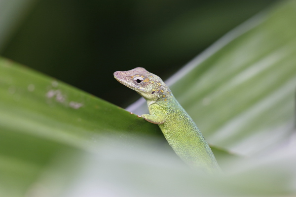 Gecko