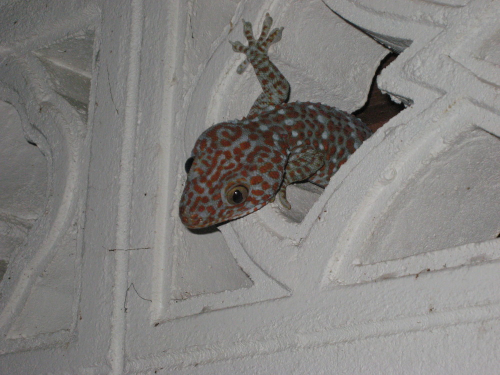 Gecko