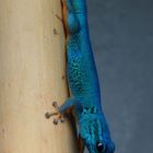 Gecko 1