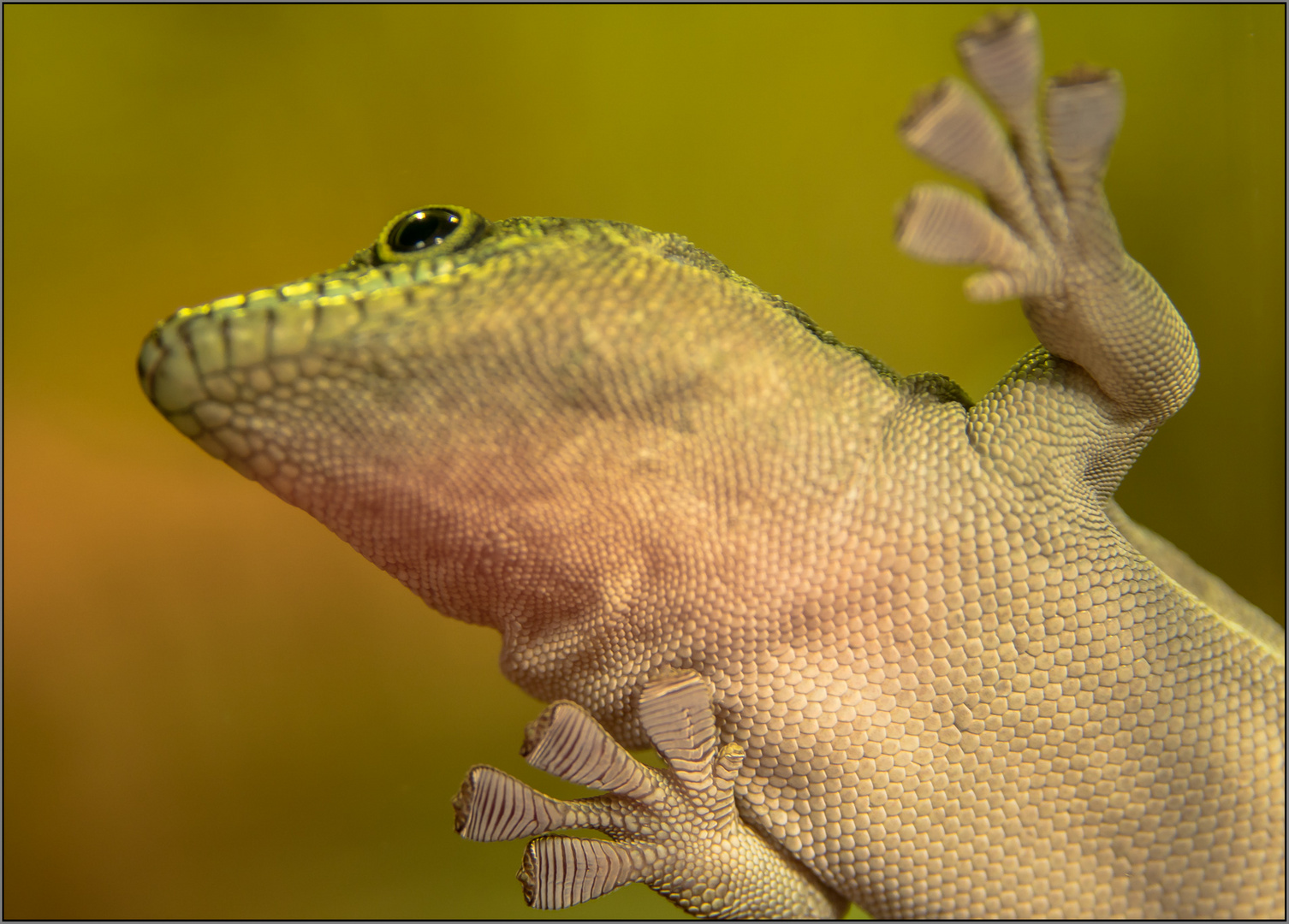 Gecko