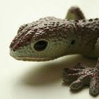 Gecko