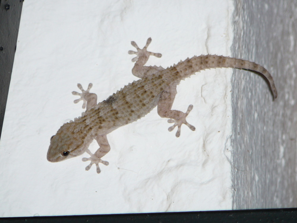 Gecko