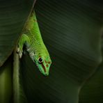 Gecko