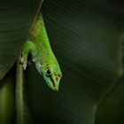 Gecko