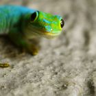 Gecko 2