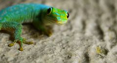 Gecko 2