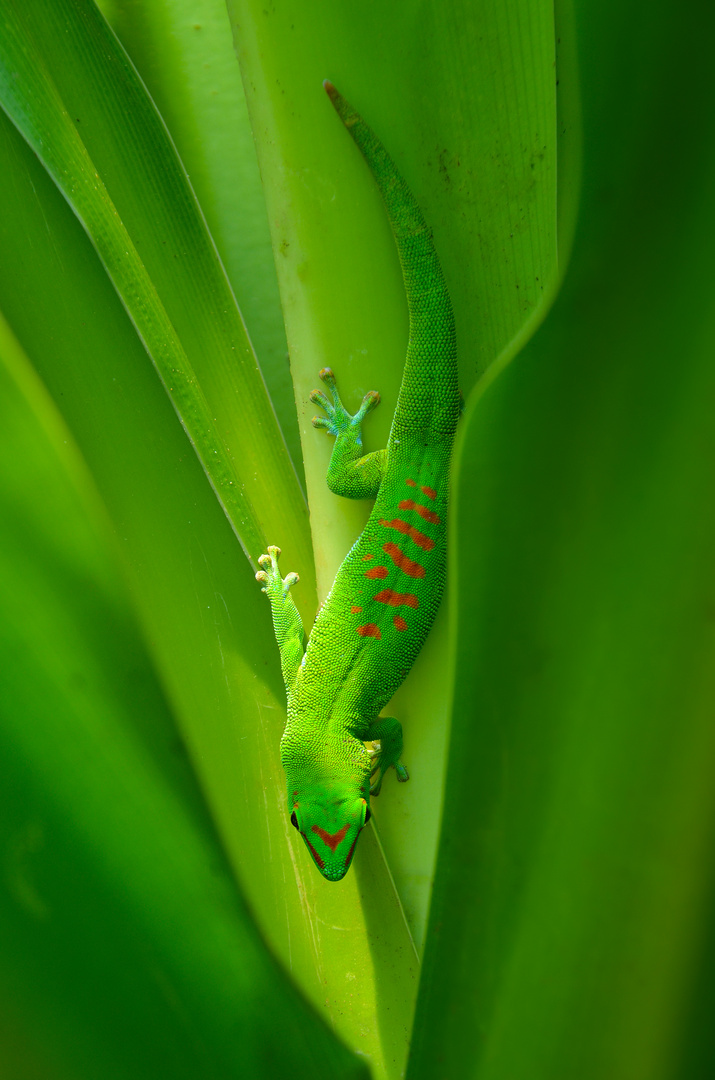 GECKO