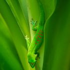 GECKO