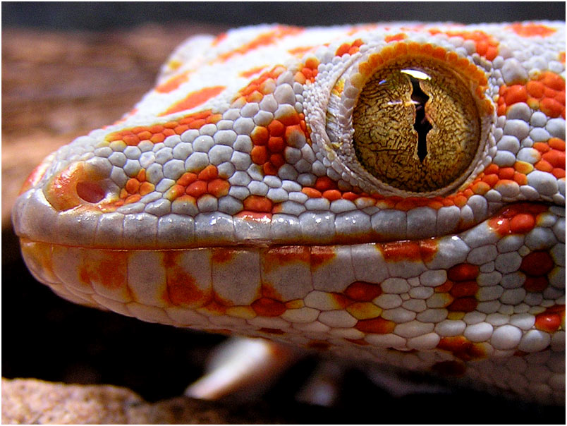 Gecko