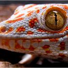 Gecko