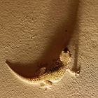 Gecko