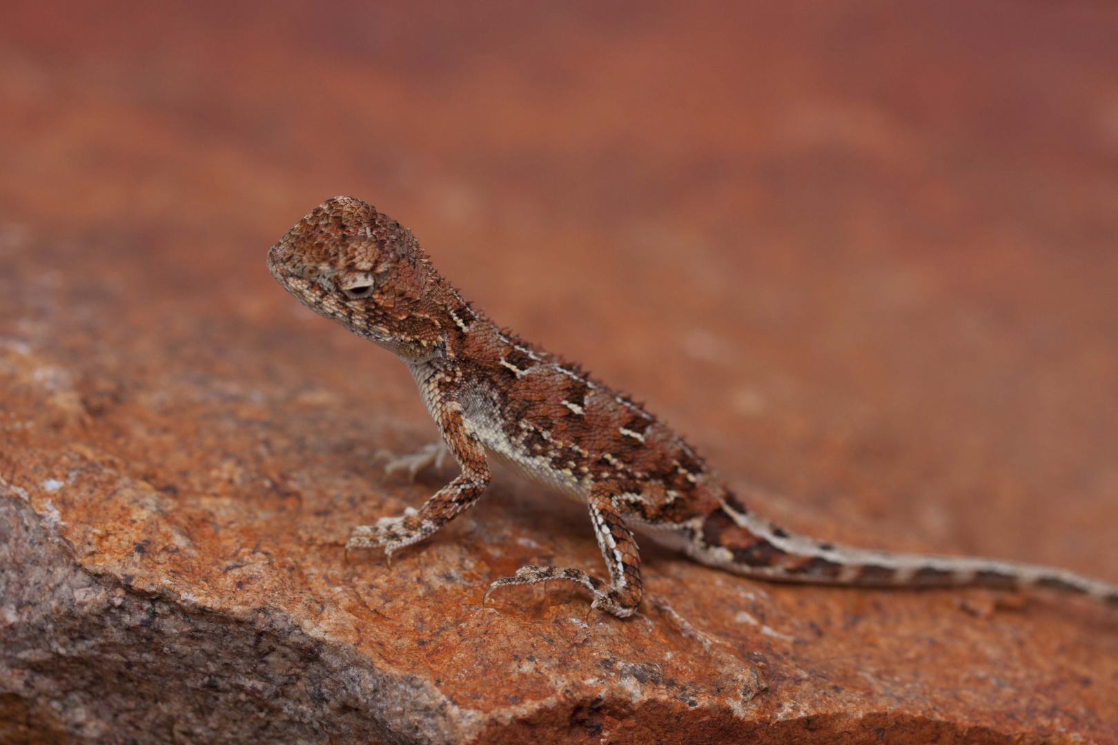 Gecko