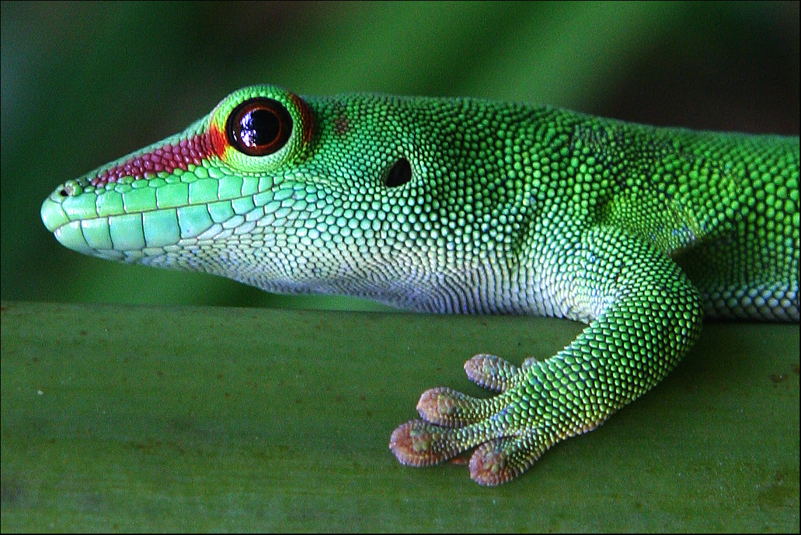 Gecko