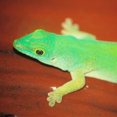 gecko