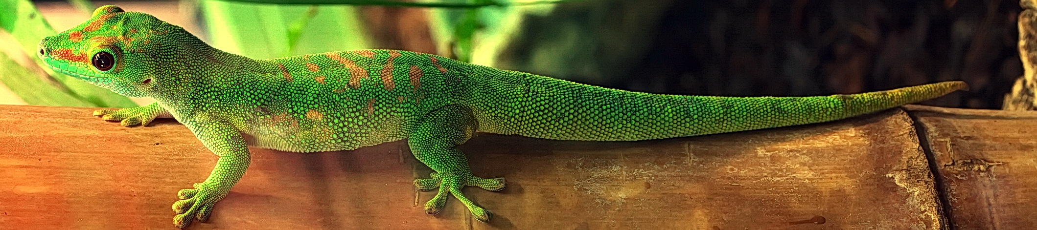 Gecko