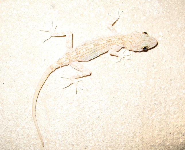 Gecko