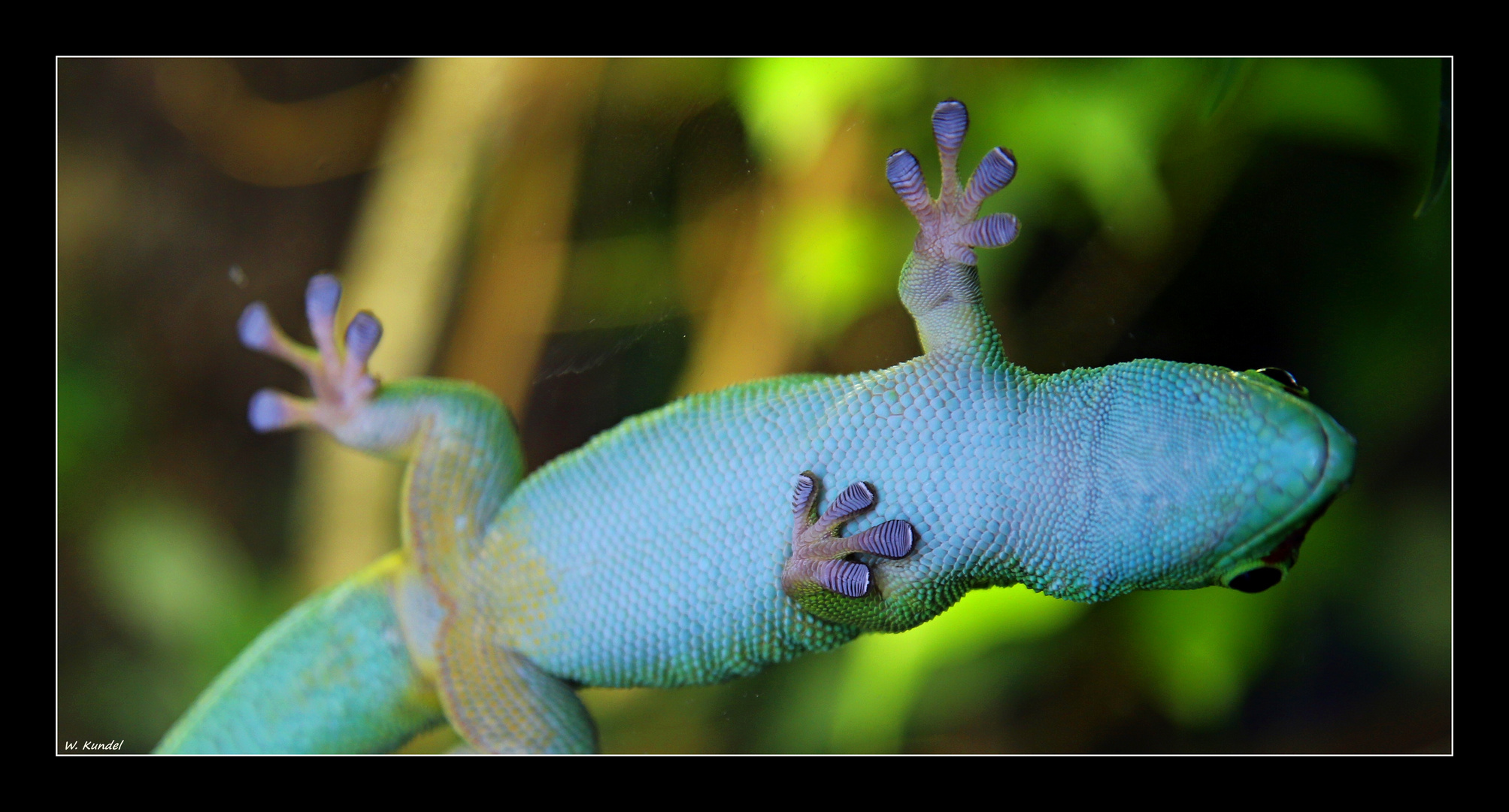 Gecko