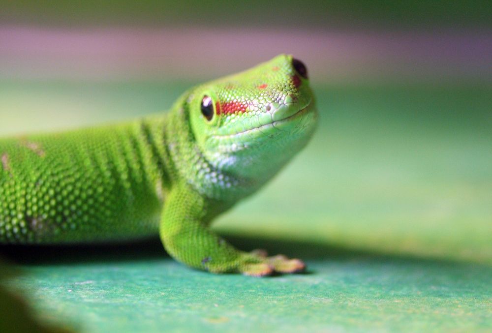 Gecko