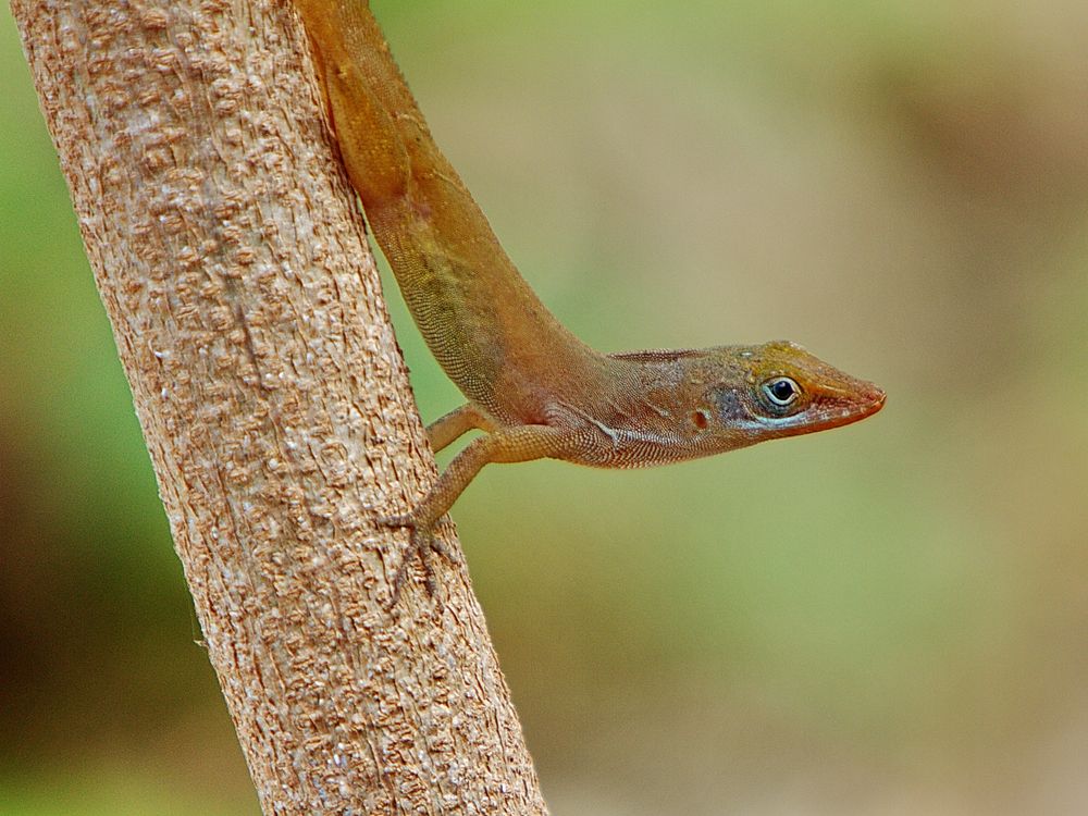 Gecko