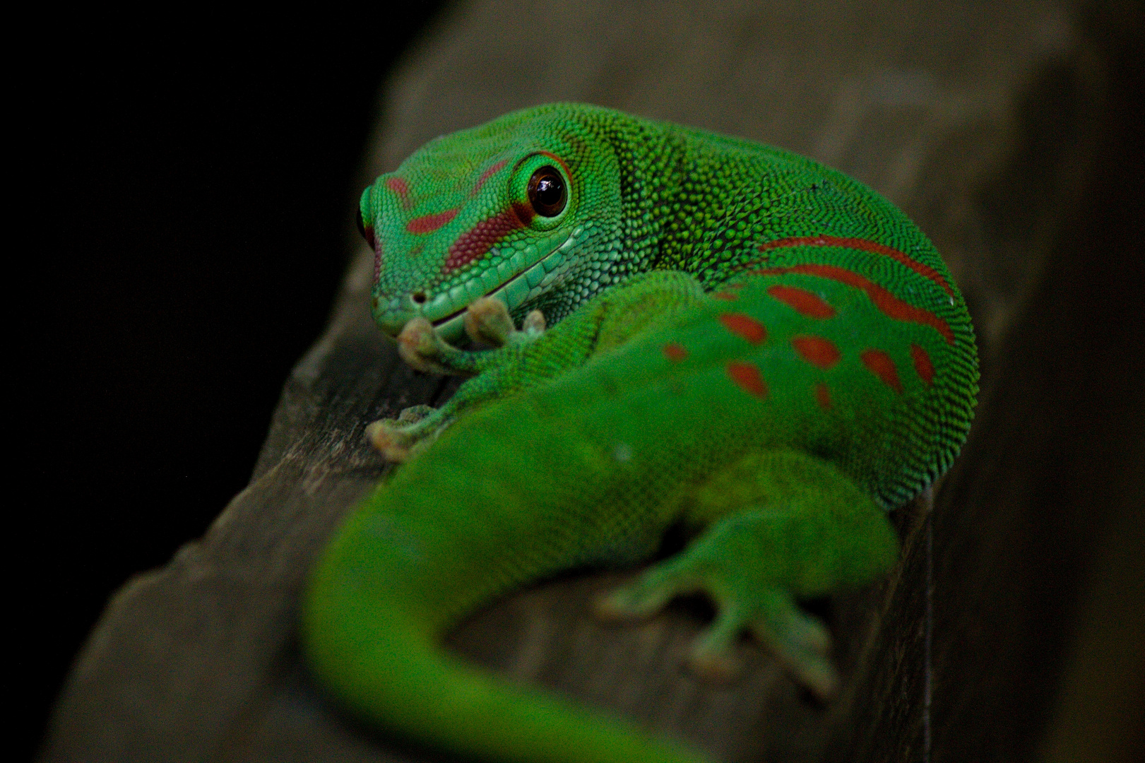 Gecko