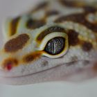 Gecko