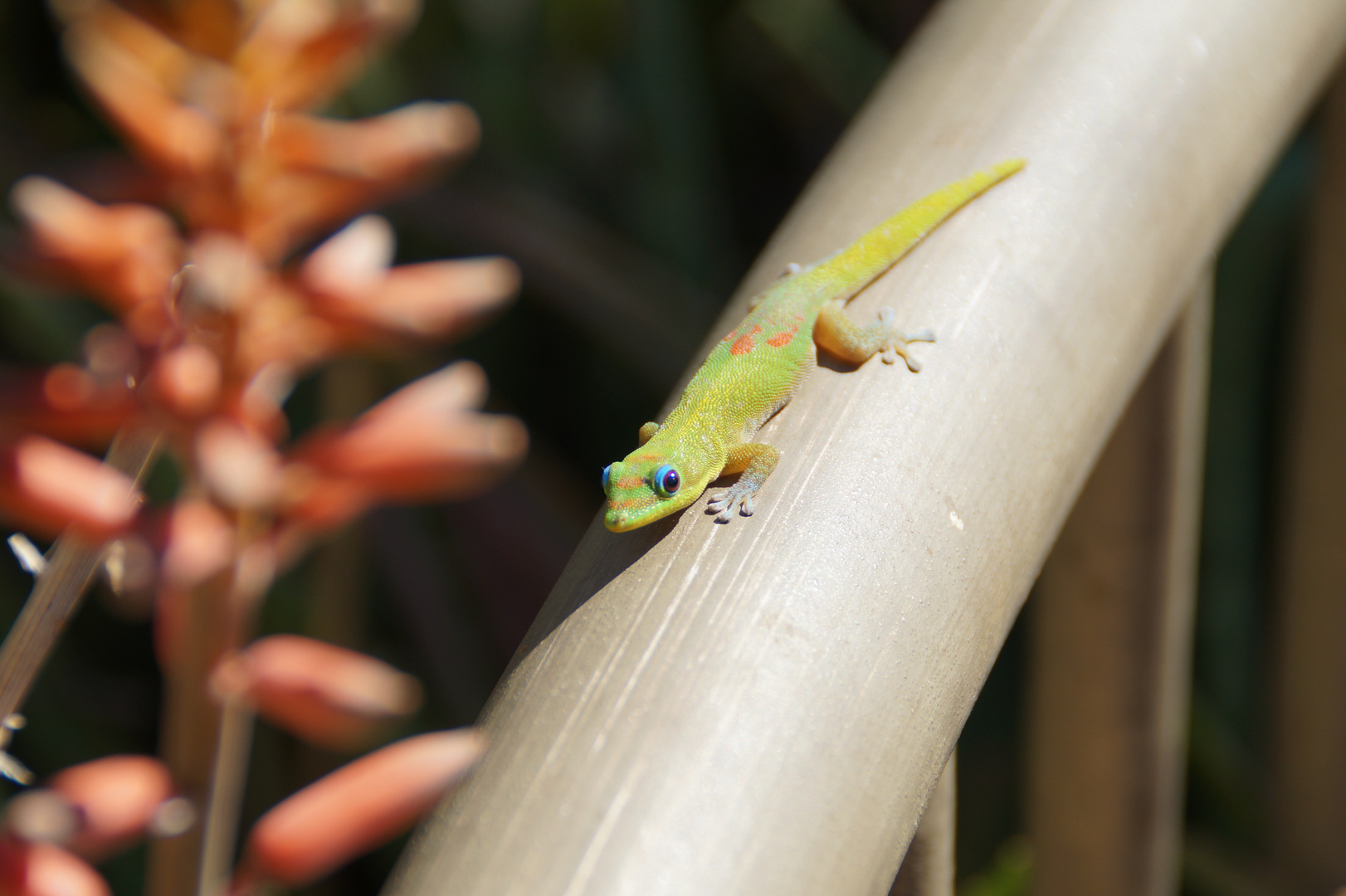 Gecko