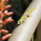 Gecko