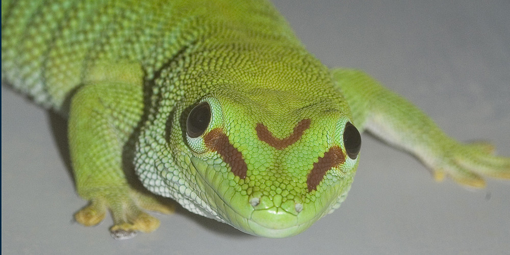 Gecko