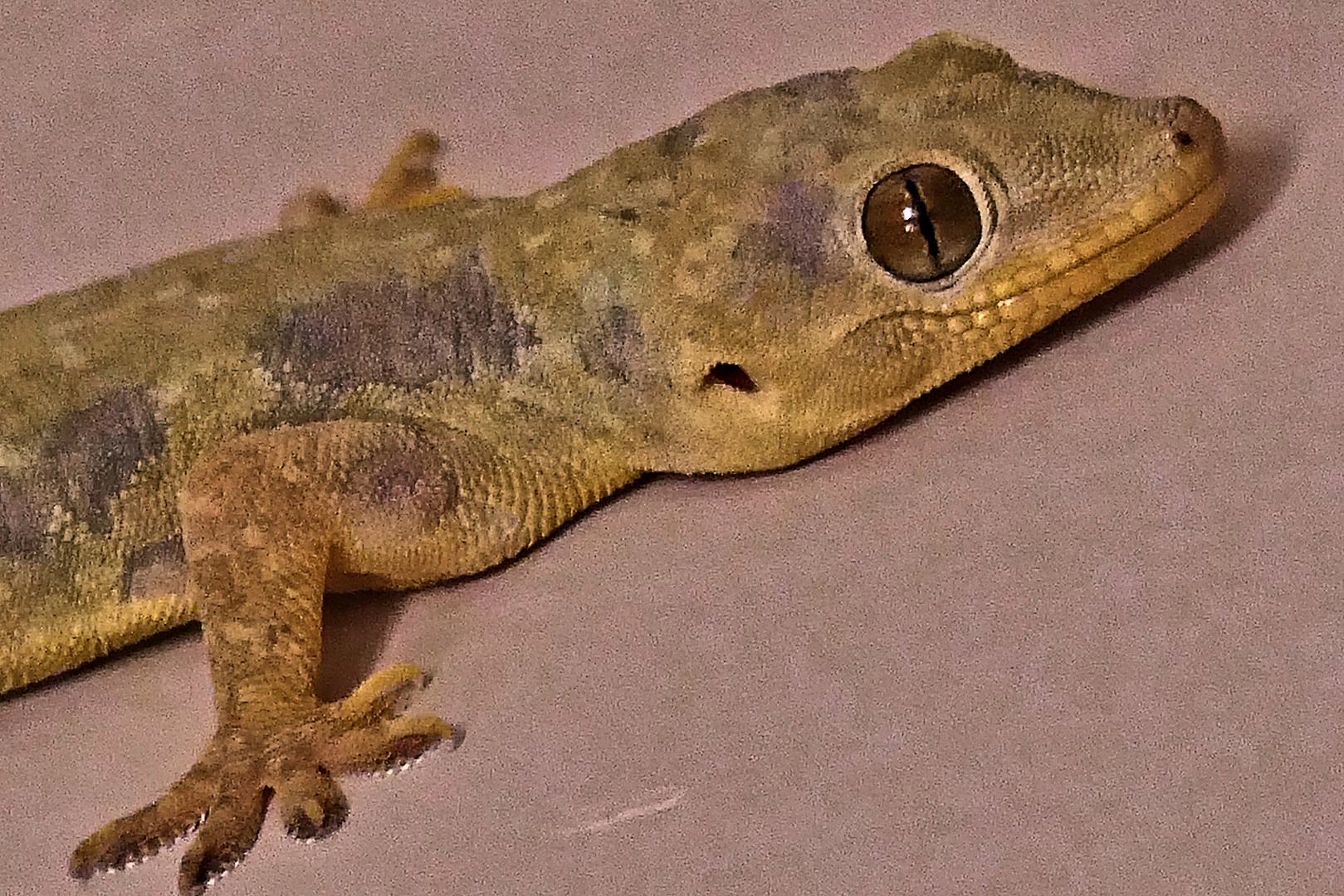 Gecko