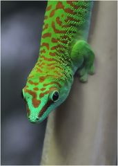 Gecko