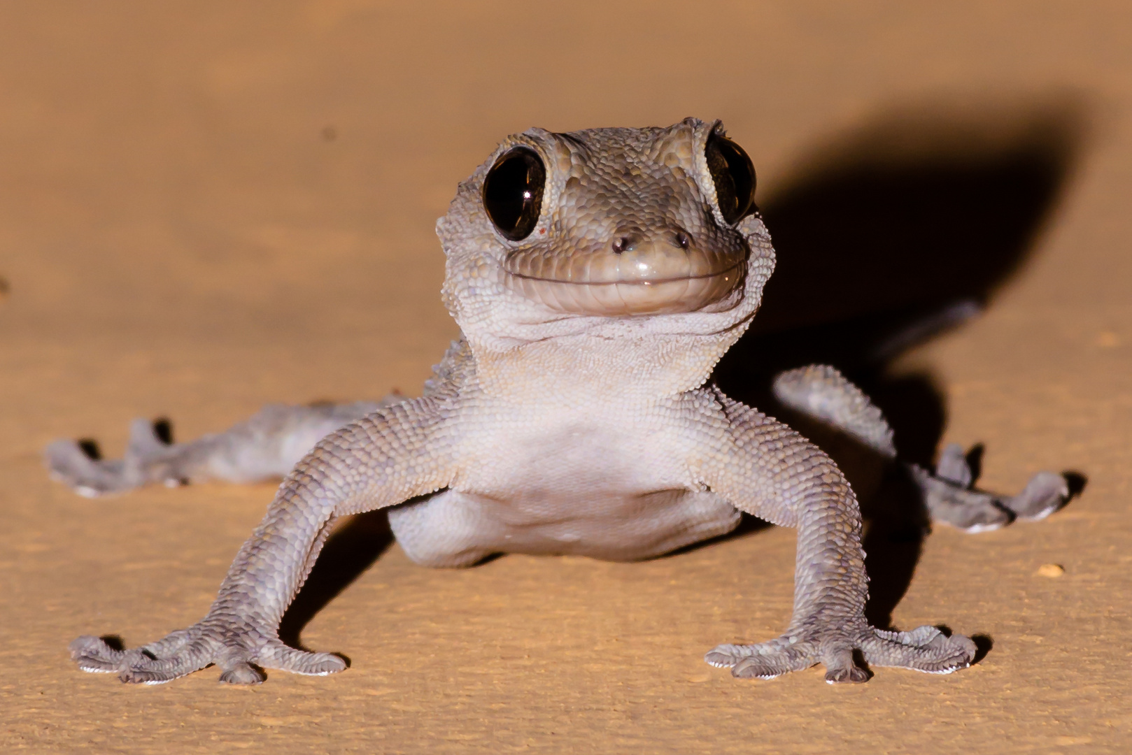 Gecko Foto & Bild tiere, wildlife, amphibien & reptilien Bilder auf