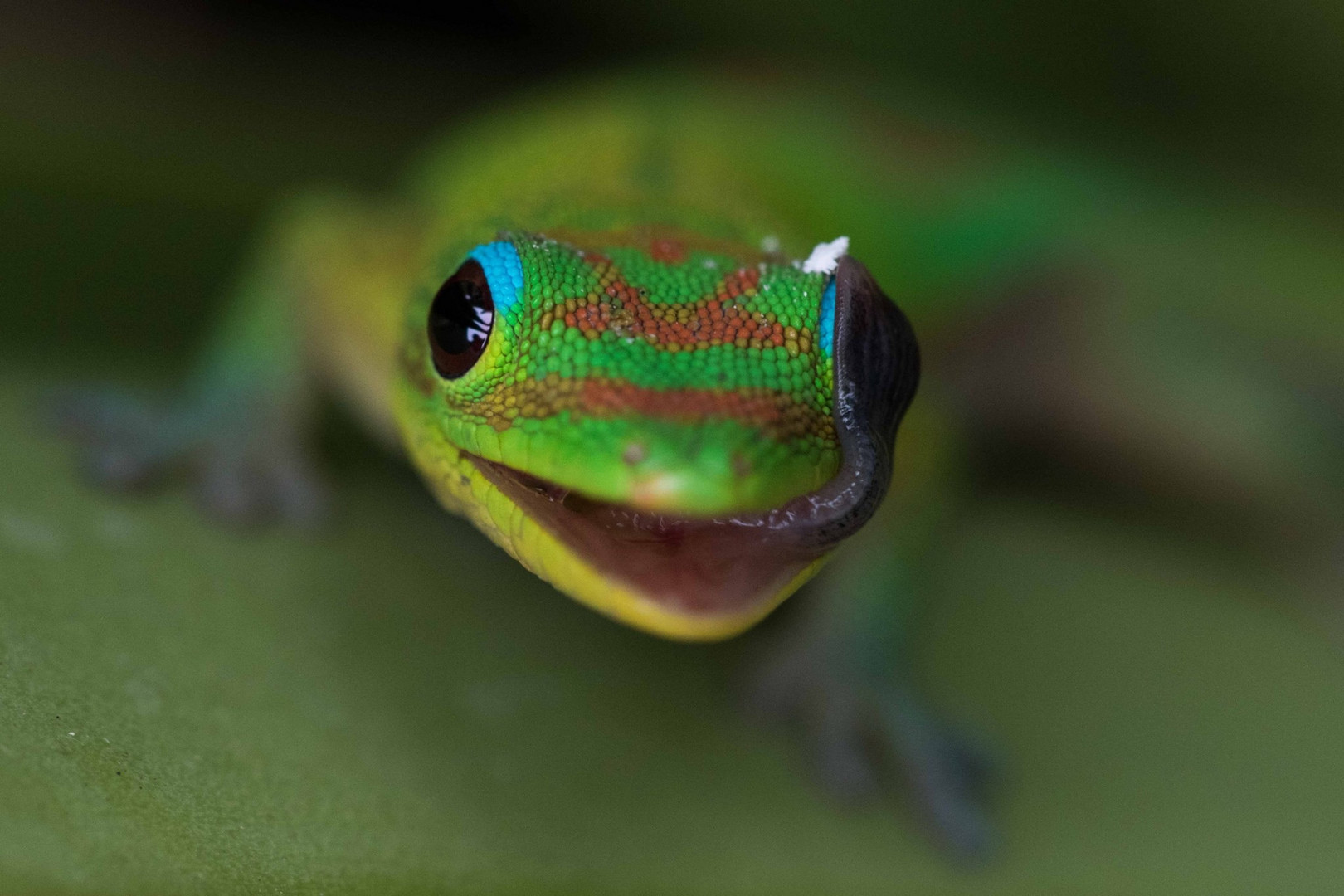 Gecko