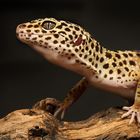 Gecko