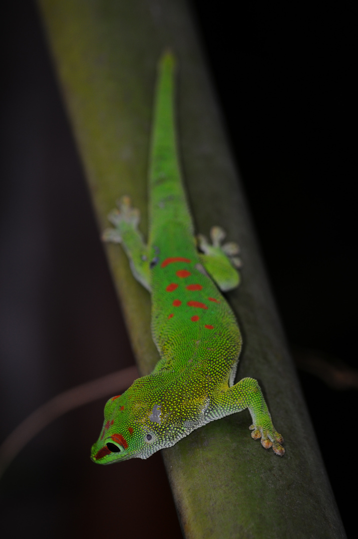 Gecko