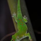 Gecko