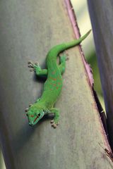 Gecko