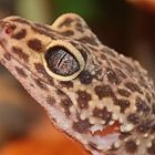 Gecko