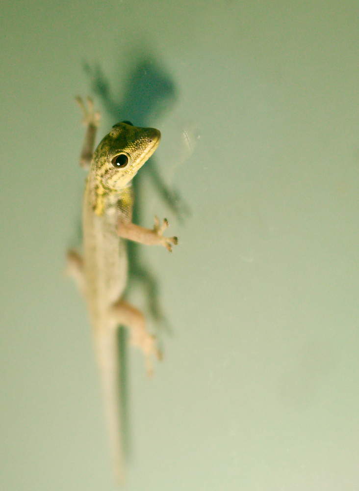 Gecko