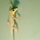 Gecko