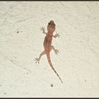 Gecko