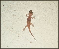 Gecko