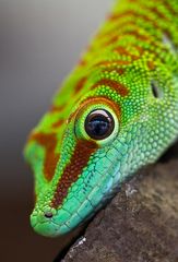 Gecko