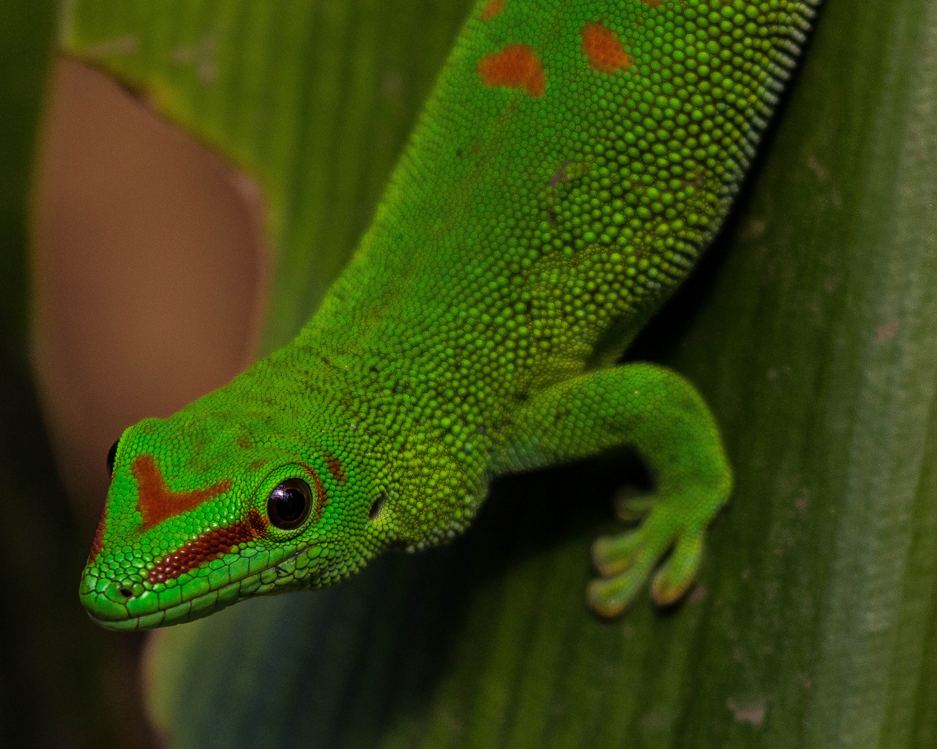 Gecko