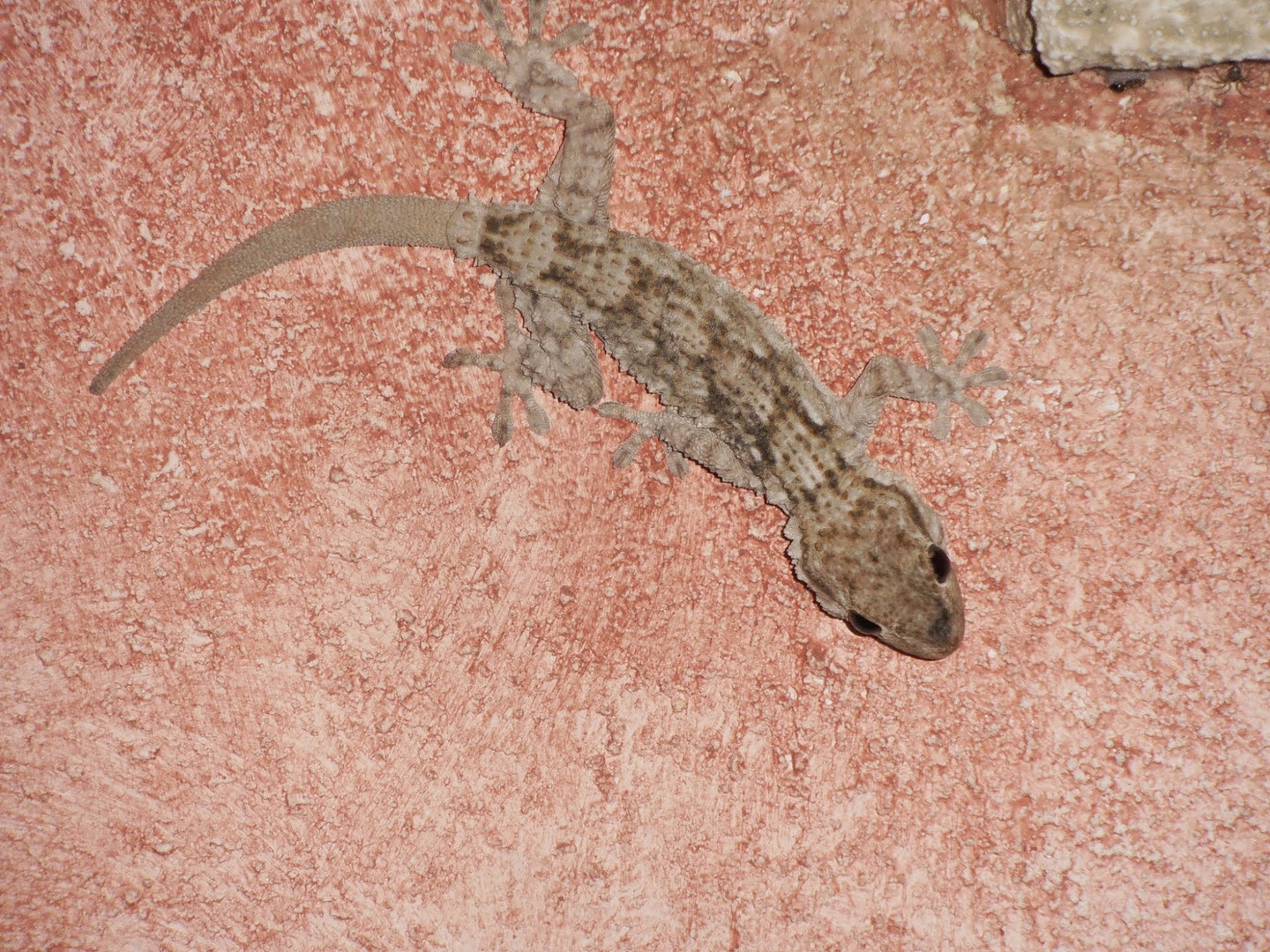 Gecko