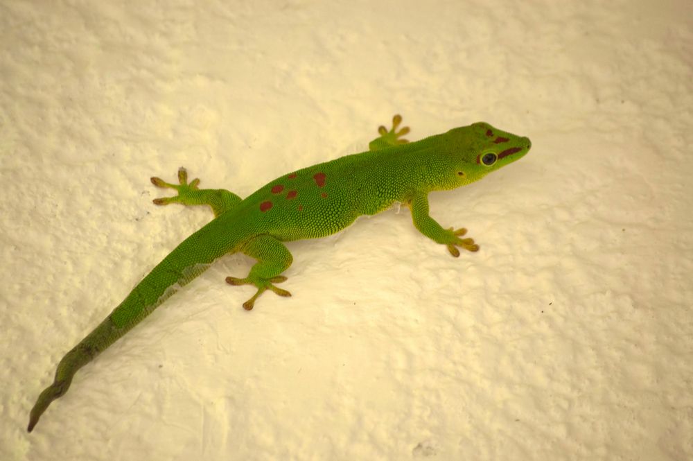 Gecko