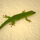 Gecko