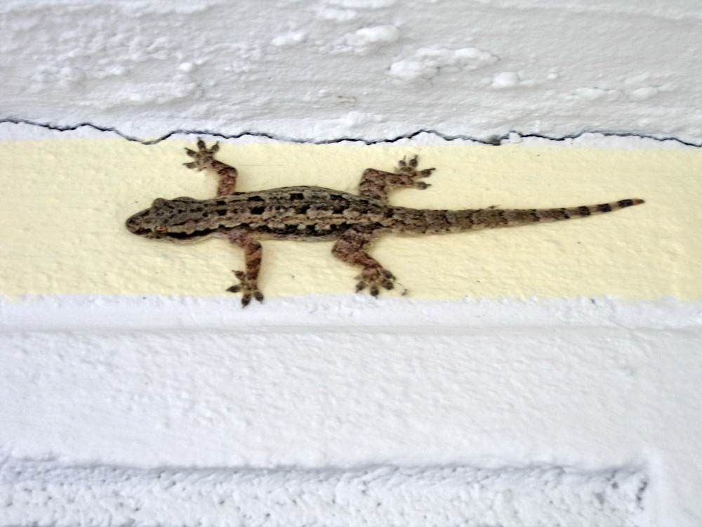 Gecko