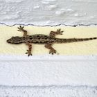 Gecko