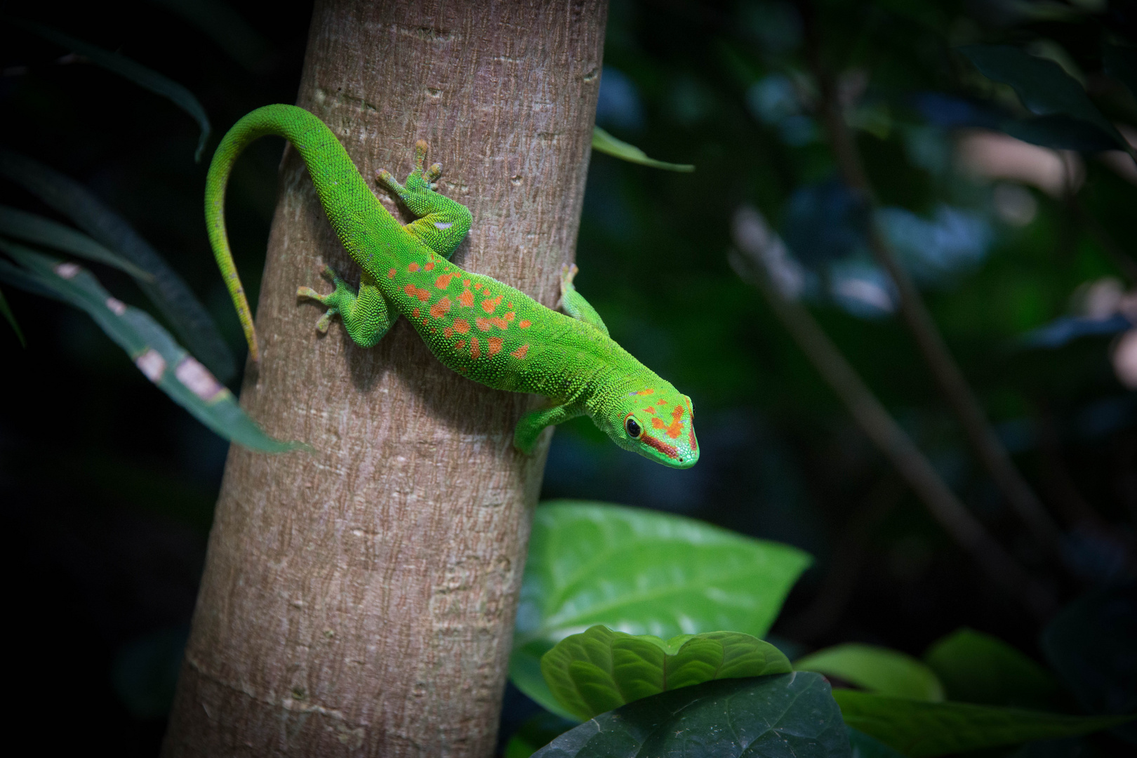 Gecko